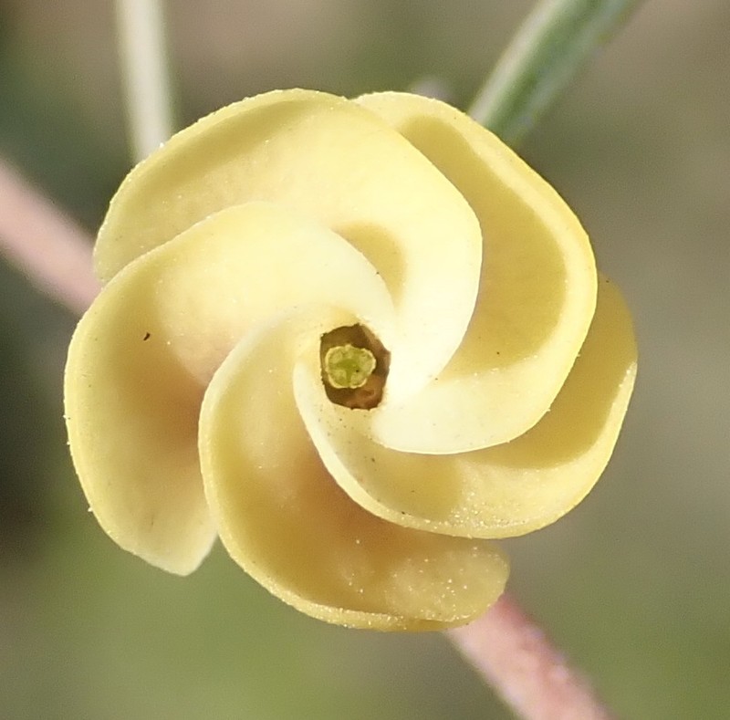 Hermannia gracilis photo 3