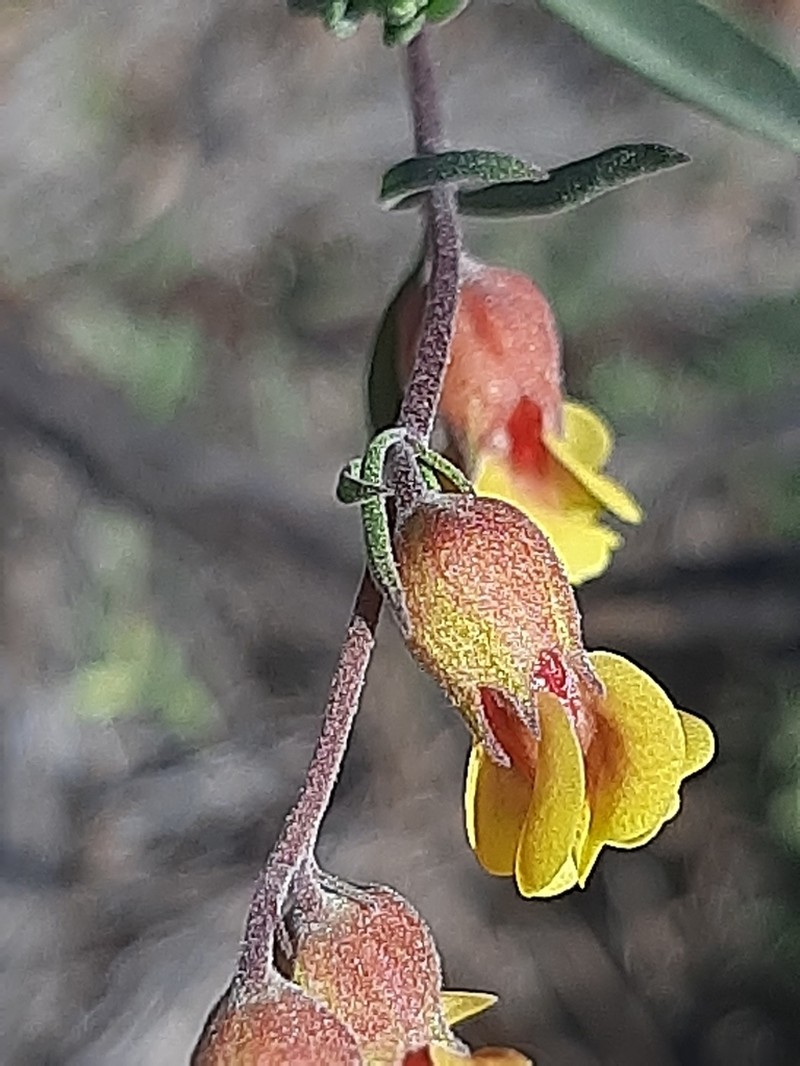 Hermannia gracilis photo 4