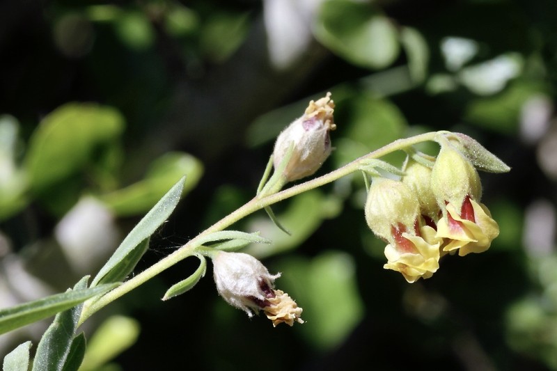 Hermannia gracilis photo 5