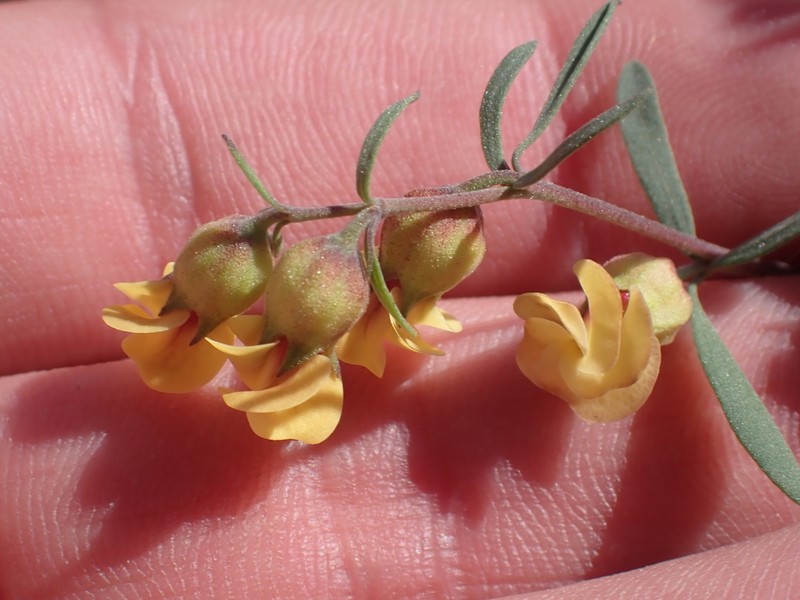 Hermannia gracilis photo 6