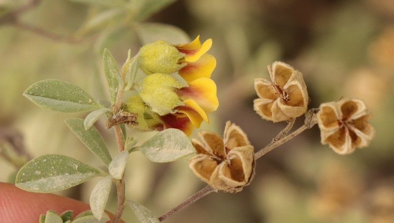 Hermannia gracilis photo 7