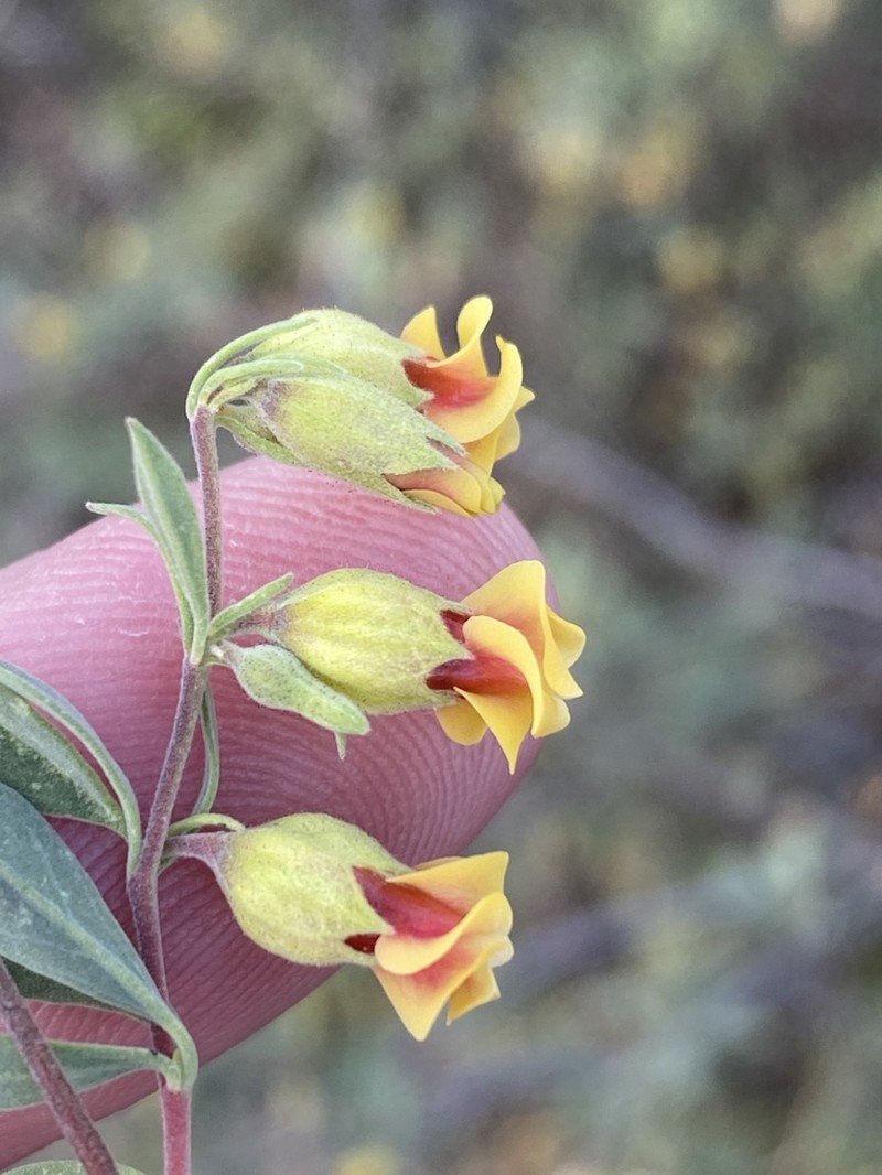 Hermannia gracilis photo 8