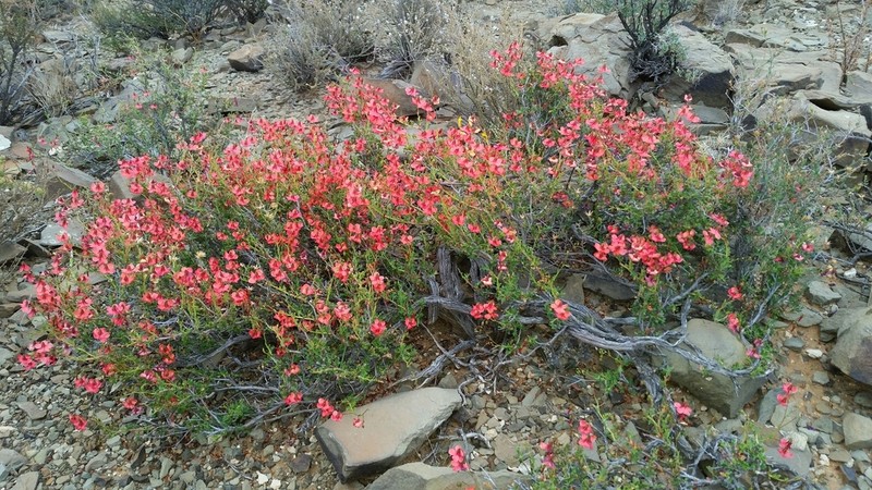 Hermannia grandiflora