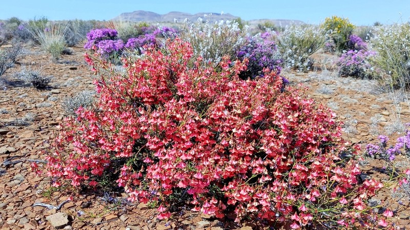 Hermannia grandiflora photo 2