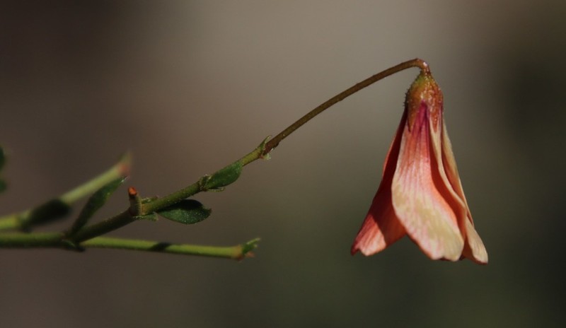 Hermannia grandiflora photo 3