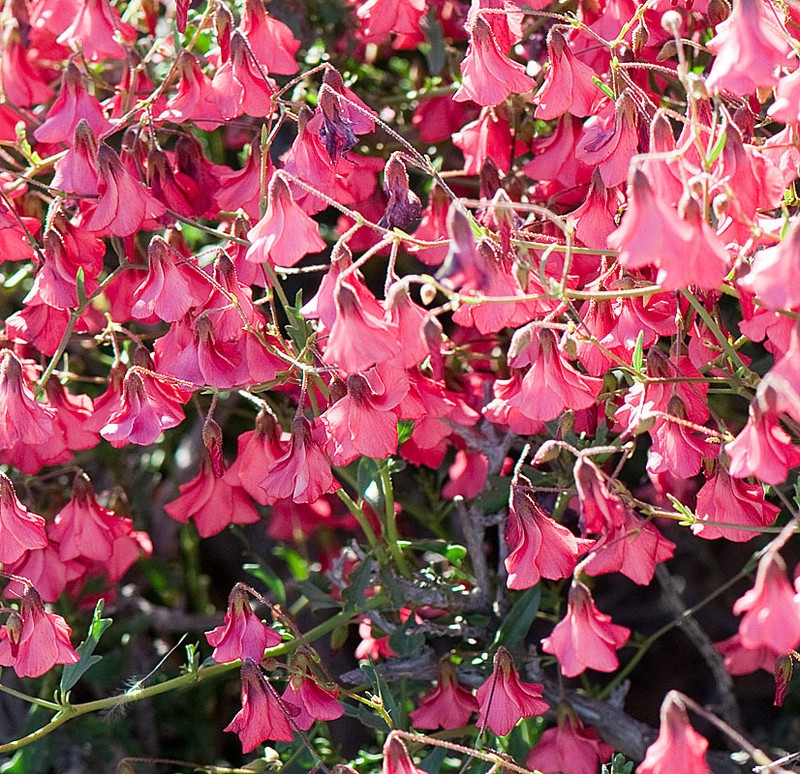 Hermannia grandiflora photo 4