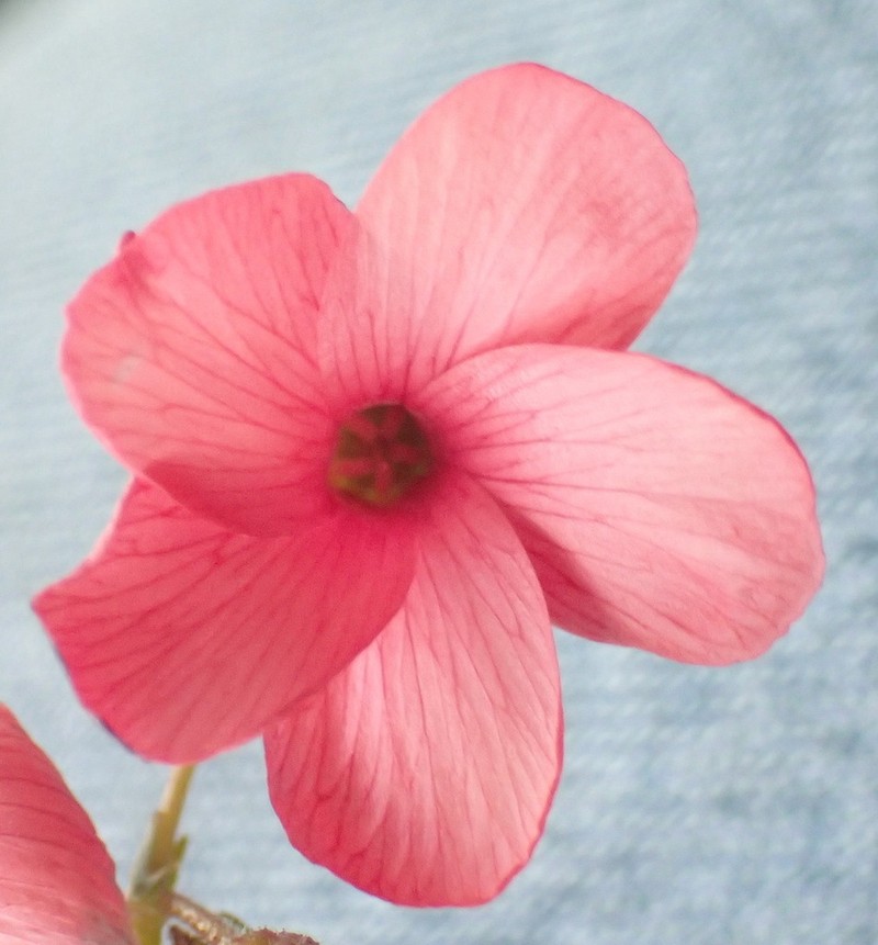 Hermannia grandiflora photo 5