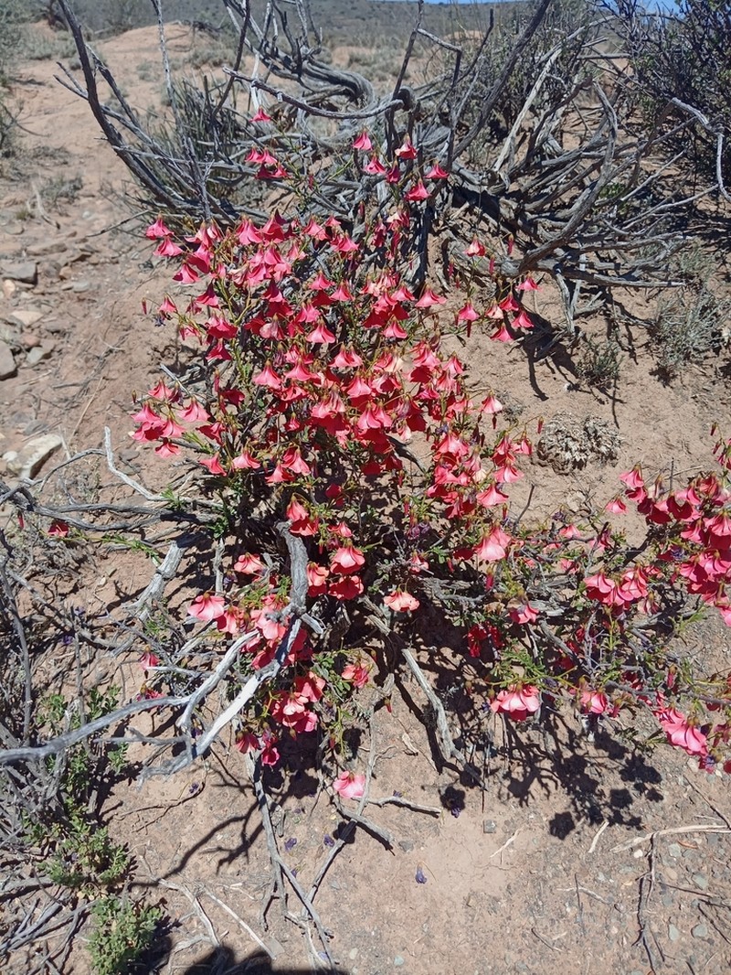 Hermannia grandiflora photo 6