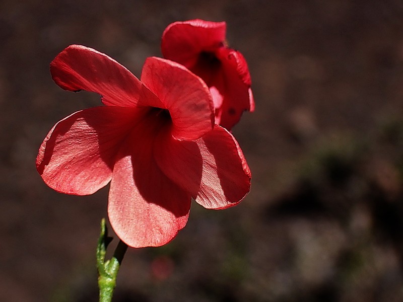 Hermannia grandiflora photo 8