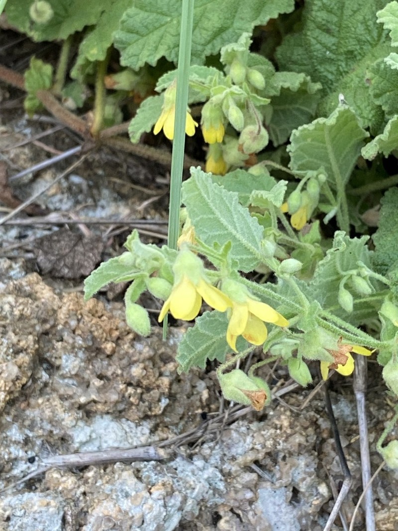 Hermannia grandifolia