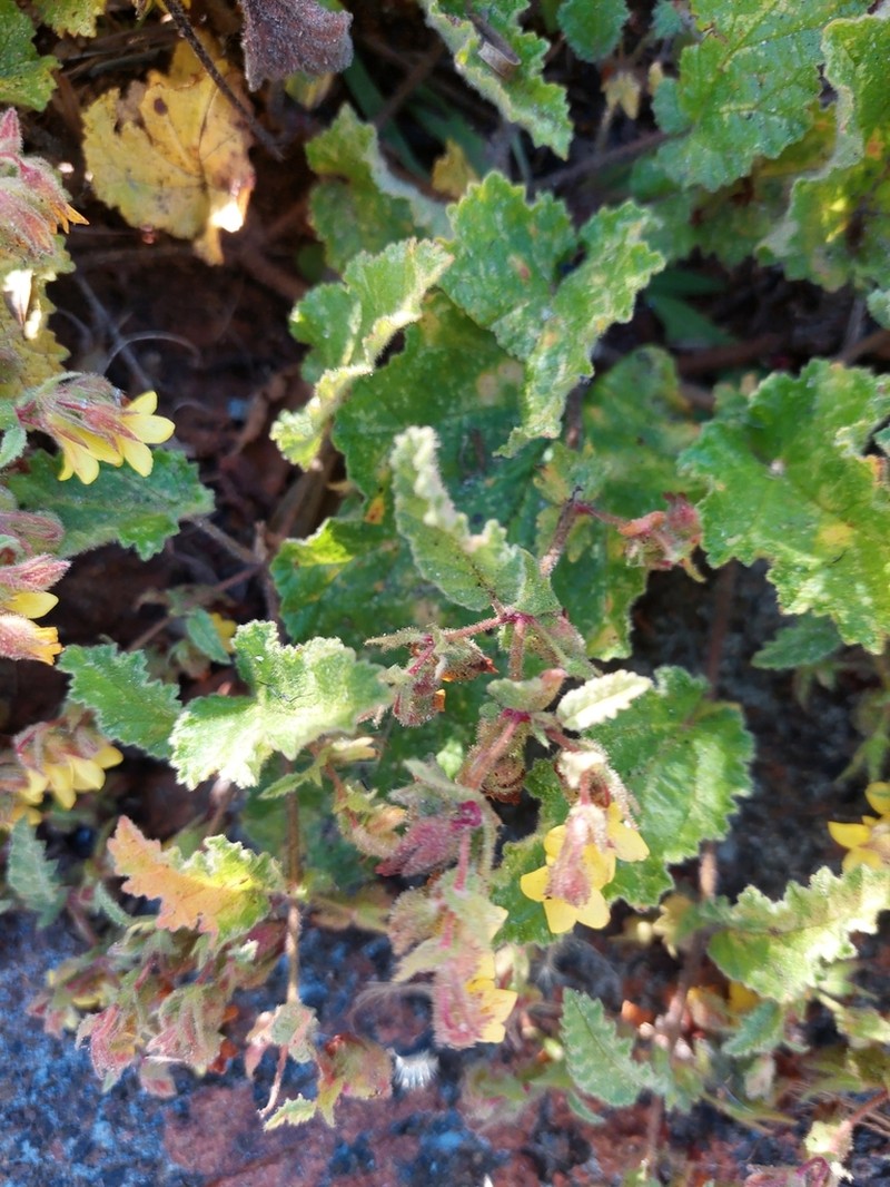 Hermannia grandifolia photo 2