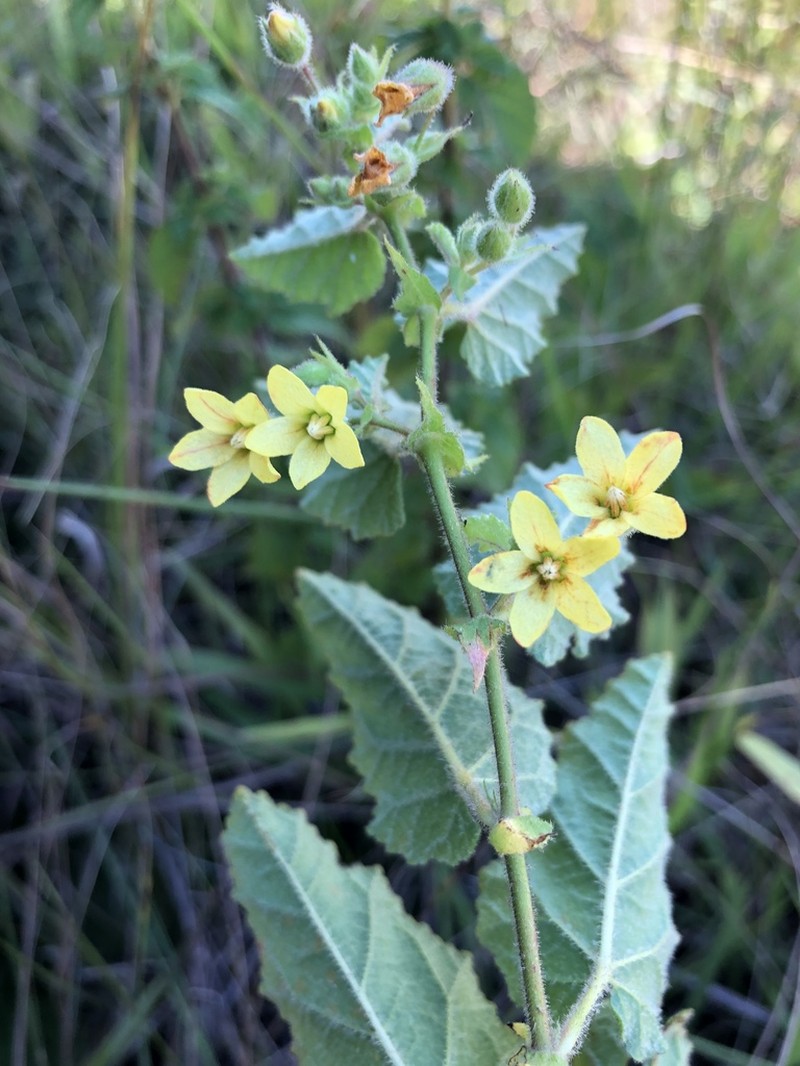 Hermannia grandifolia photo 3