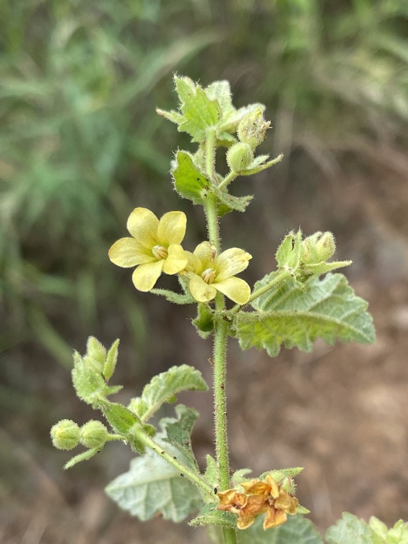 Hermannia grandifolia photo 4