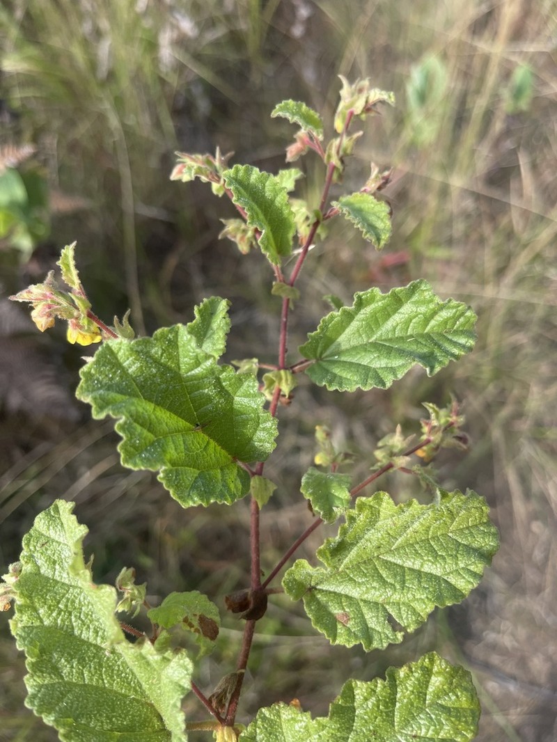 Hermannia grandifolia photo 6