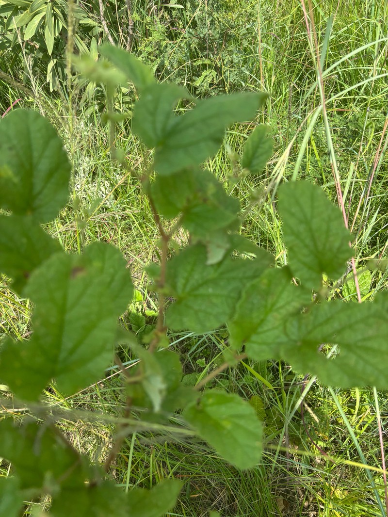 Hermannia grandifolia photo 7