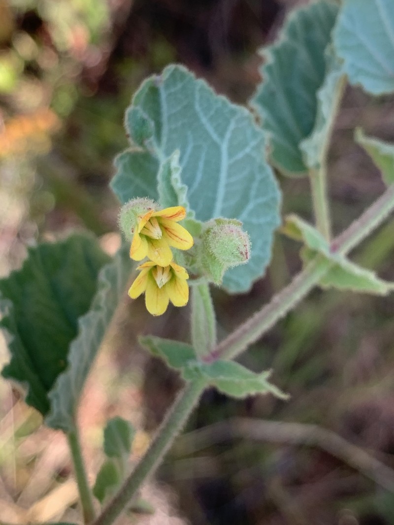 Hermannia grandifolia photo 8