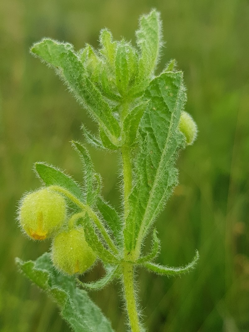 Hermannia grandistipula photo 4