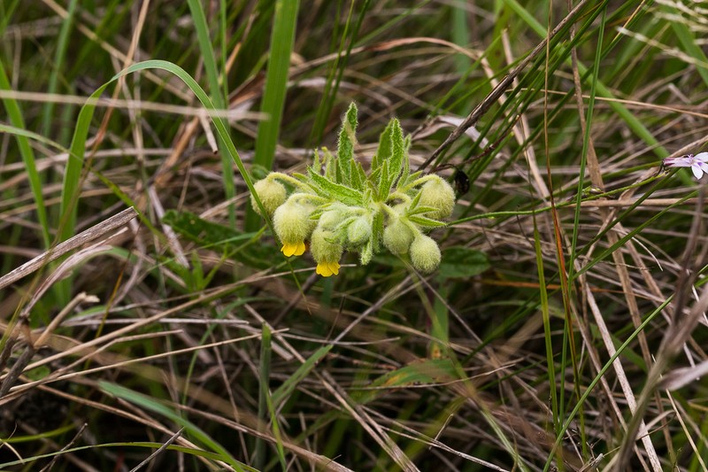 Hermannia grandistipula photo 5