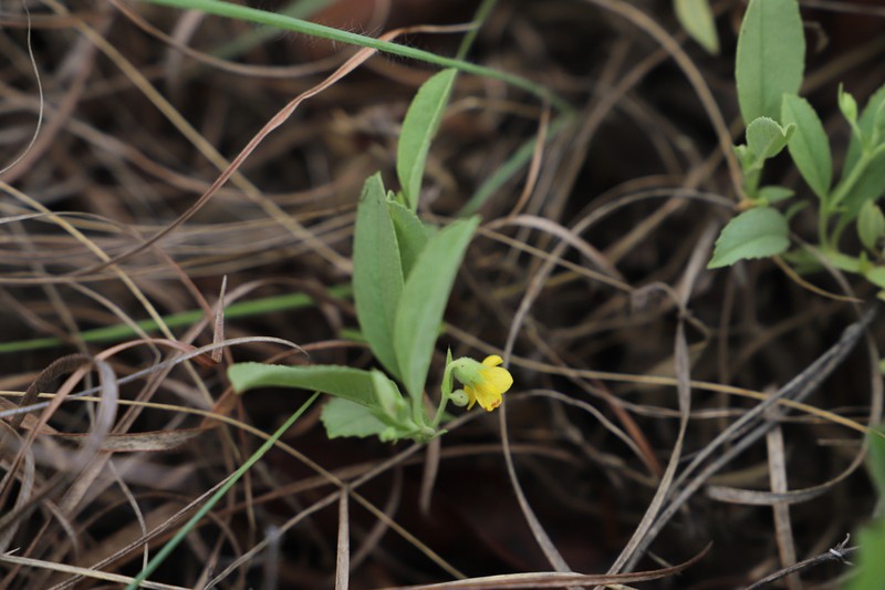 Hermannia grandistipula photo 8