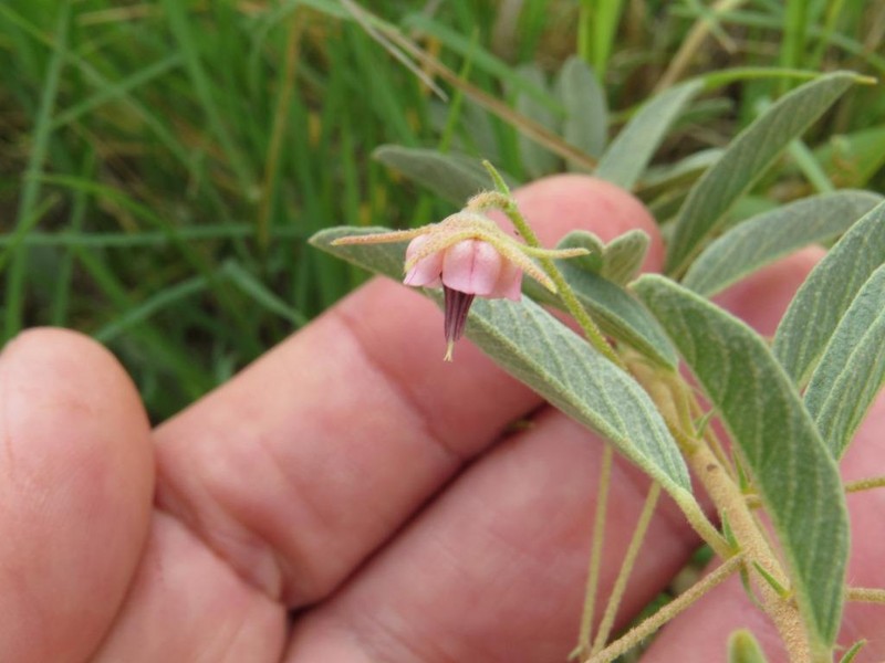 Hermannia grisea
