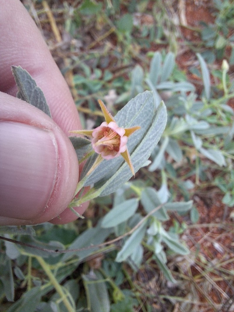 Hermannia grisea photo 2
