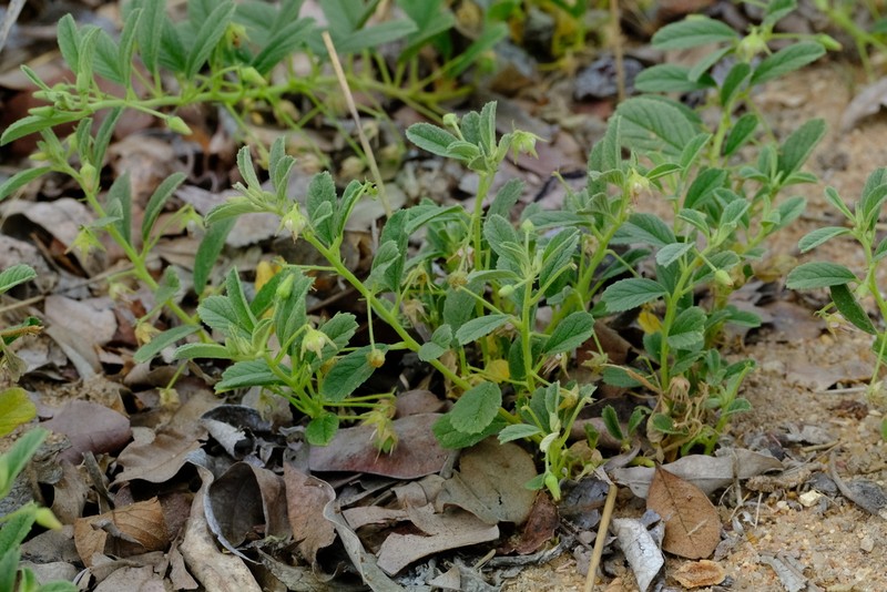 Hermannia grisea photo 3