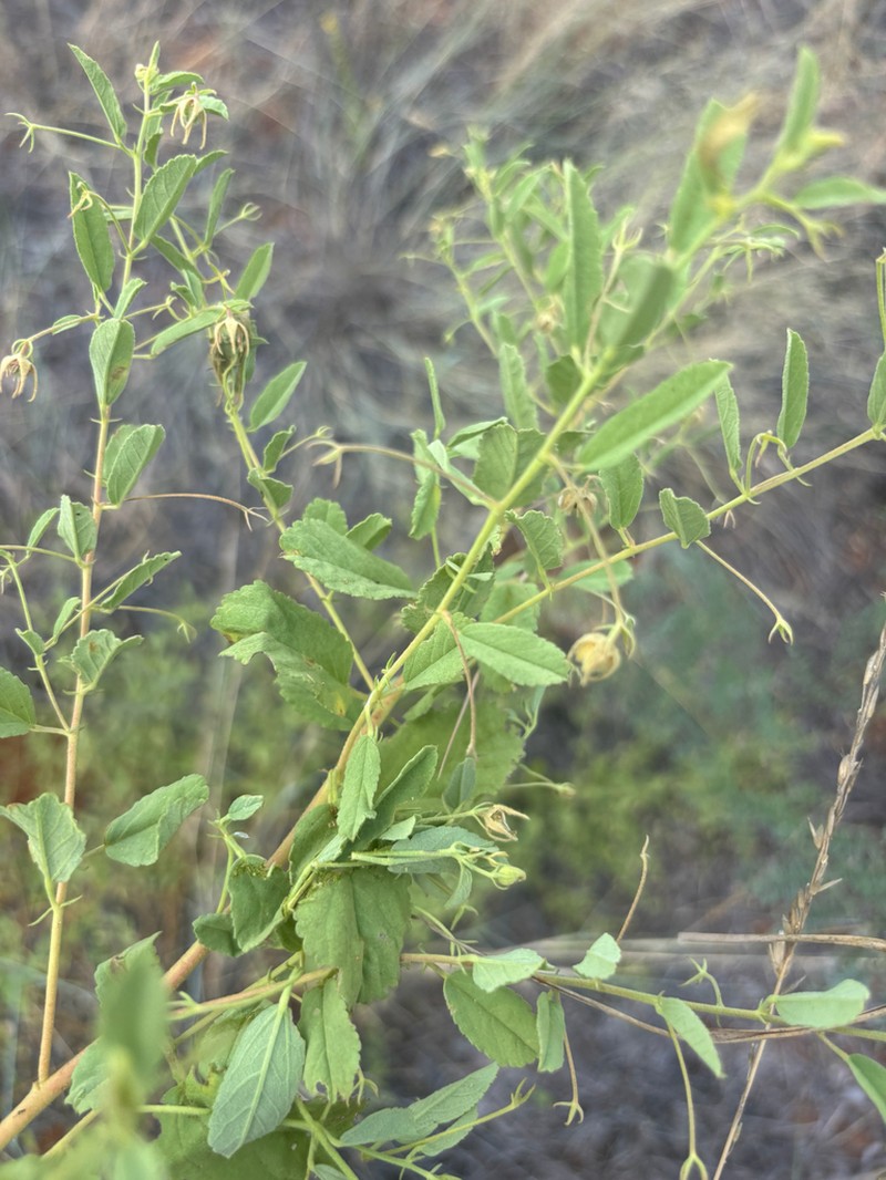 Hermannia grisea photo 6