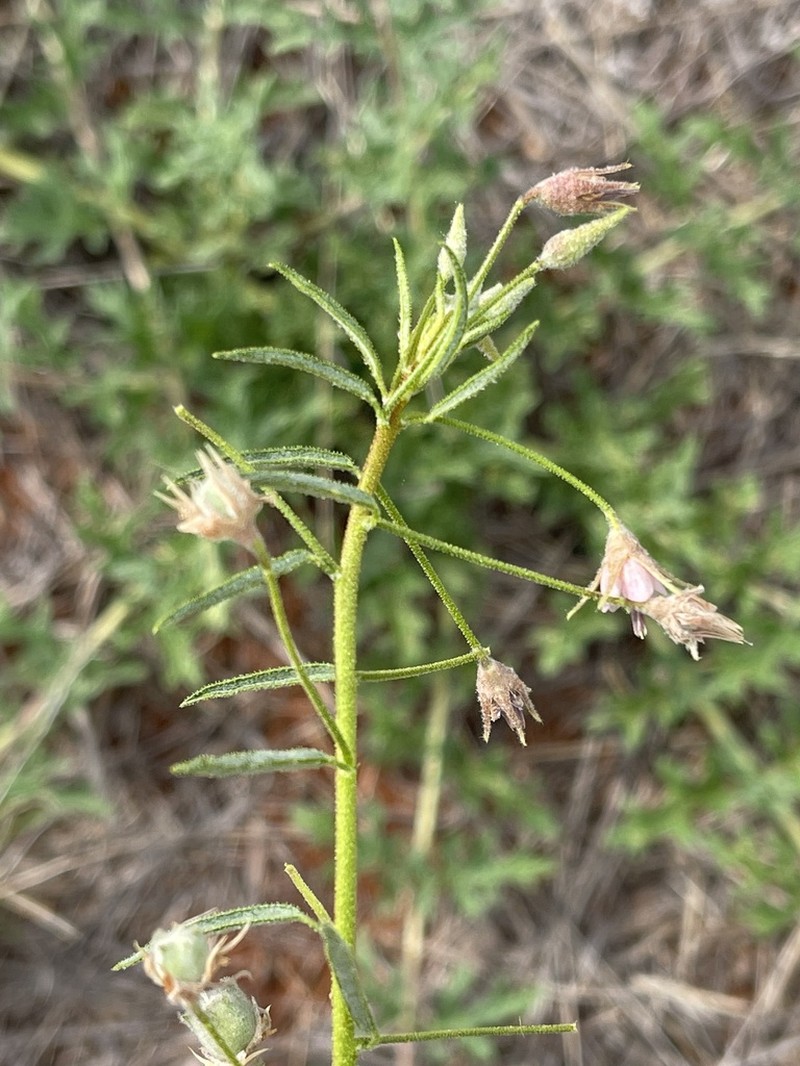 Hermannia grisea photo 7