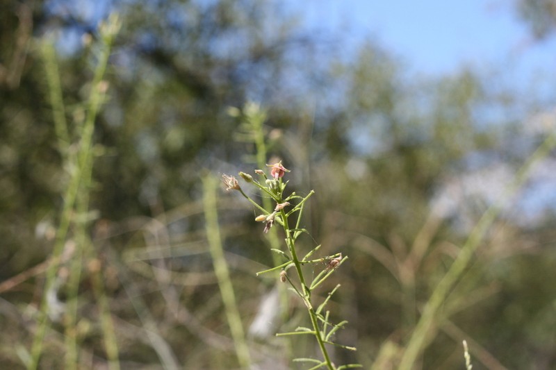 Hermannia grisea photo 8