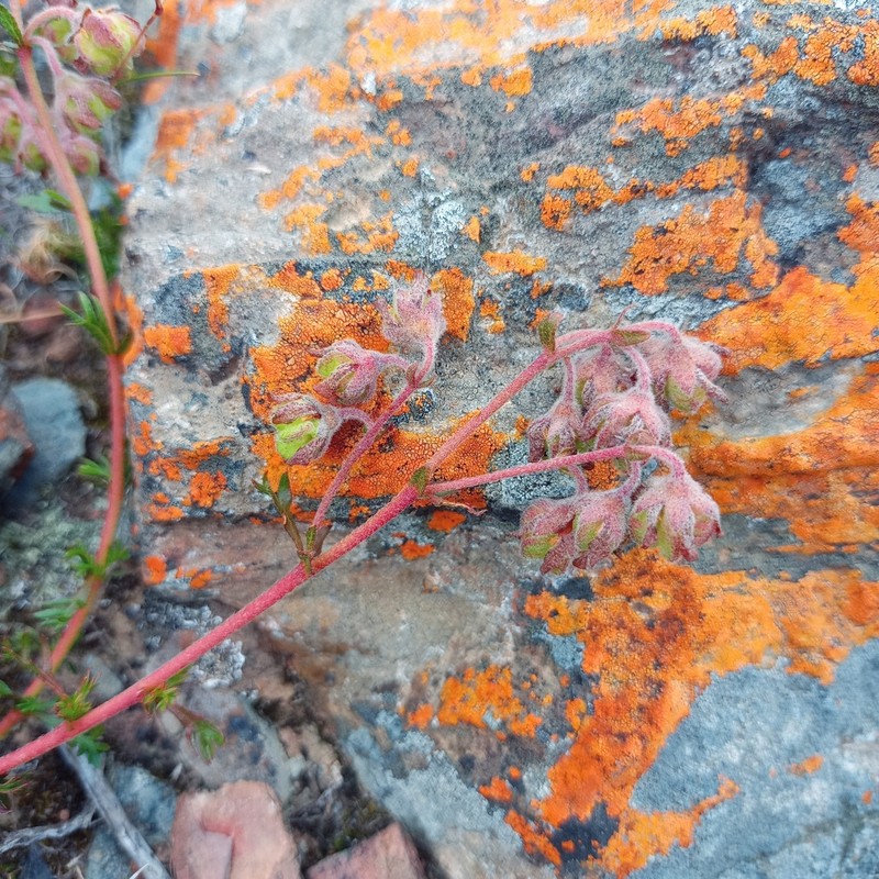 Hermannia grossularifolia photo 2
