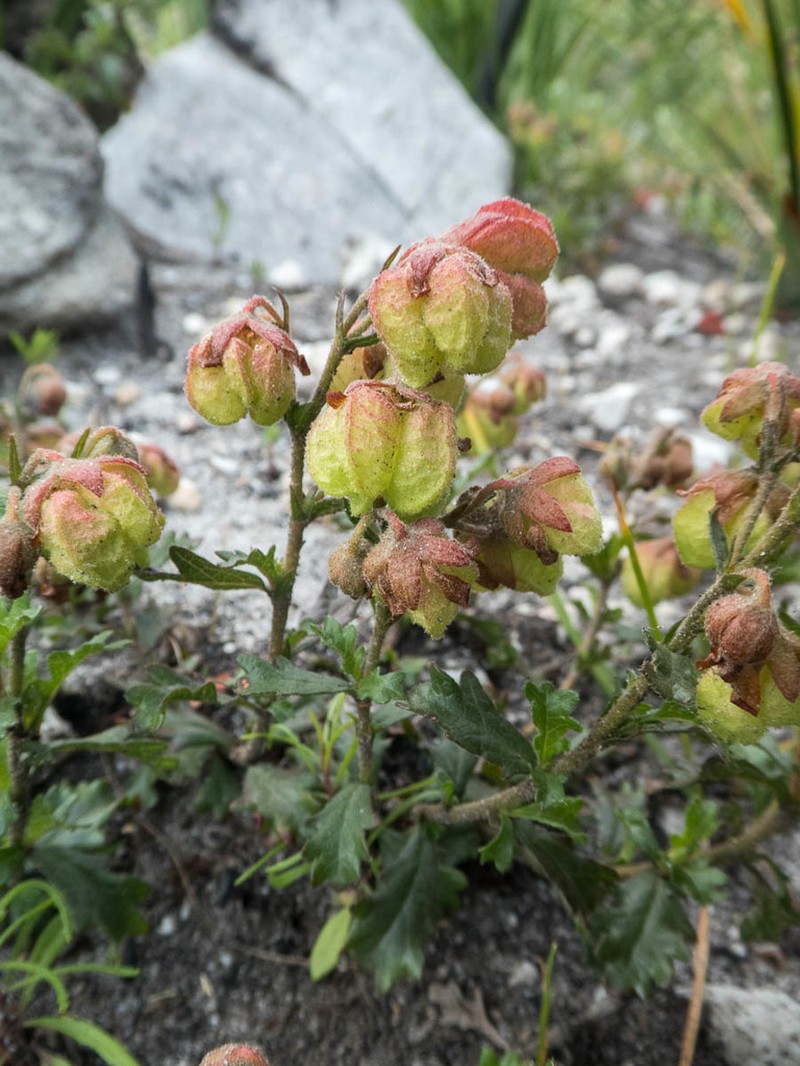 Hermannia grossularifolia photo 3