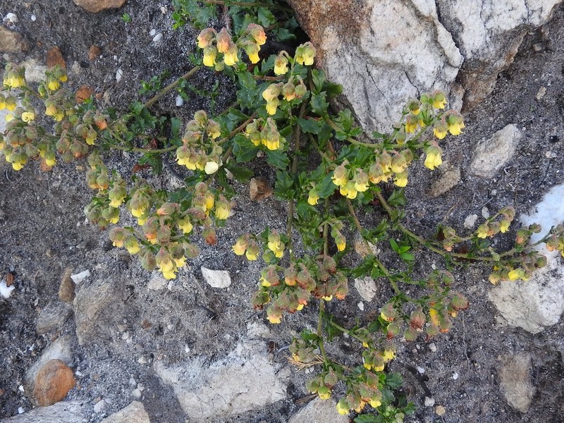 Hermannia grossularifolia photo 4