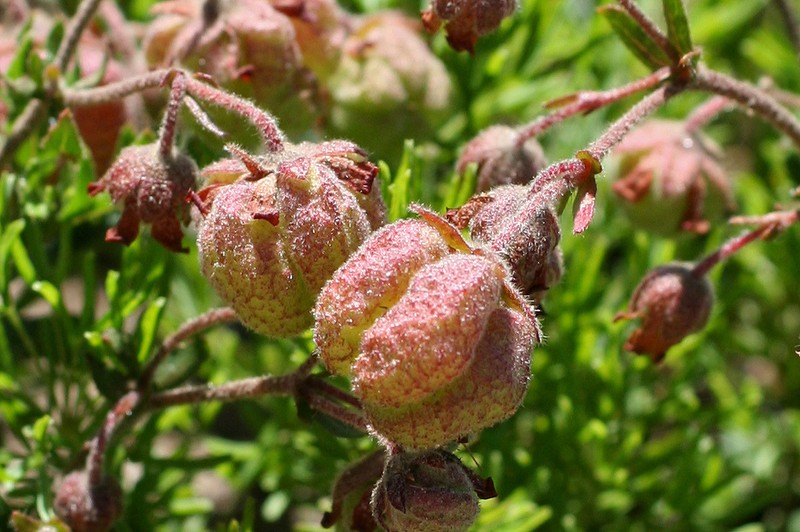 Hermannia grossularifolia photo 5