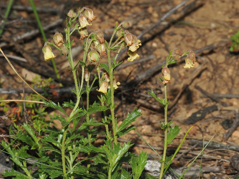 Hermannia grossularifolia photo 6