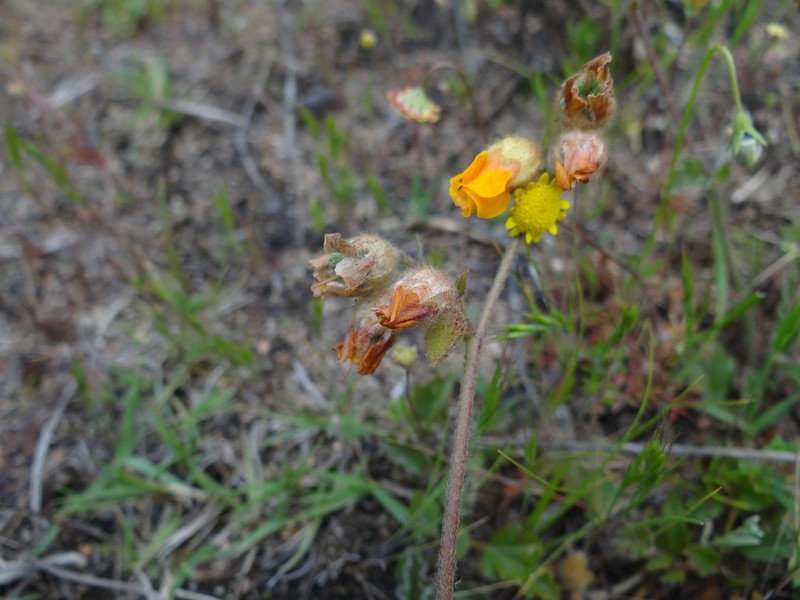 Hermannia grossularifolia photo 7