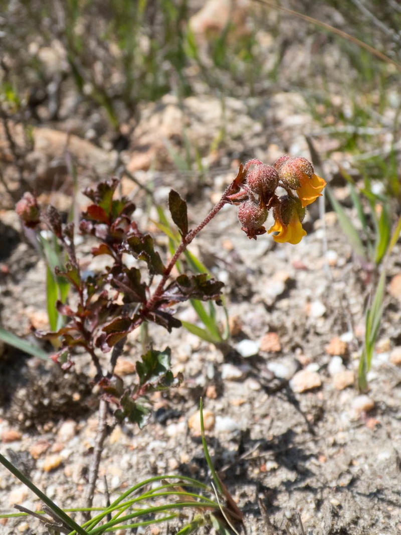 Hermannia grossularifolia photo 8