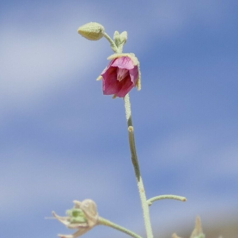 Hermannia helianthemum