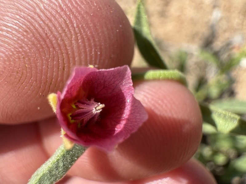 Hermannia helianthemum photo 2