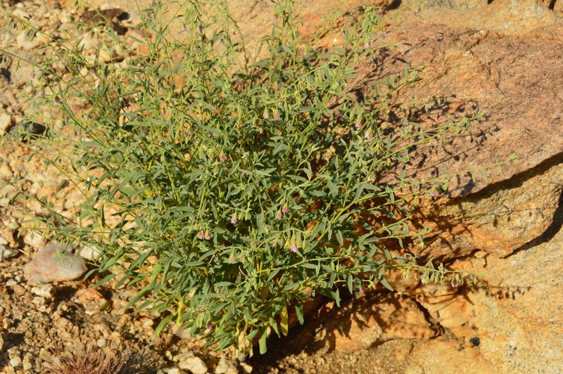 Hermannia helianthemum photo 4