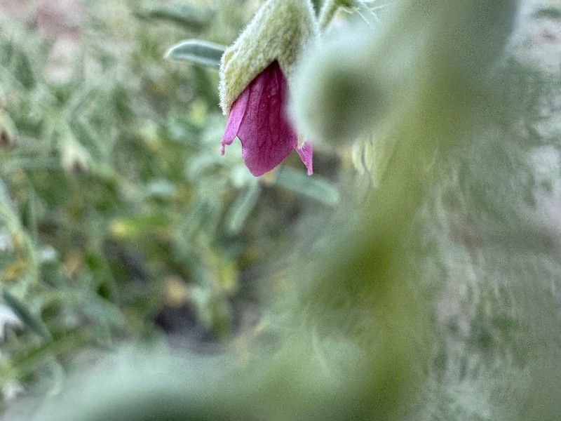 Hermannia helianthemum photo 5