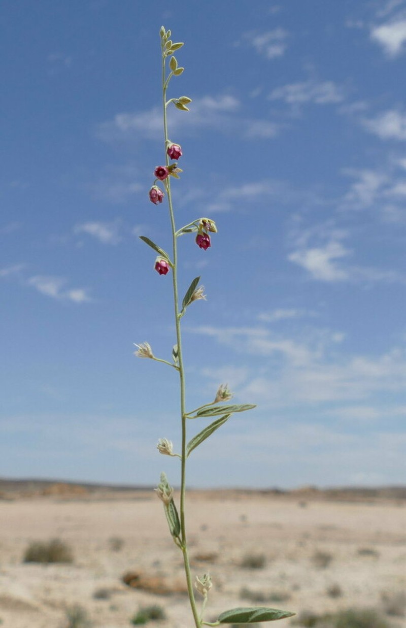 Hermannia helianthemum photo 8