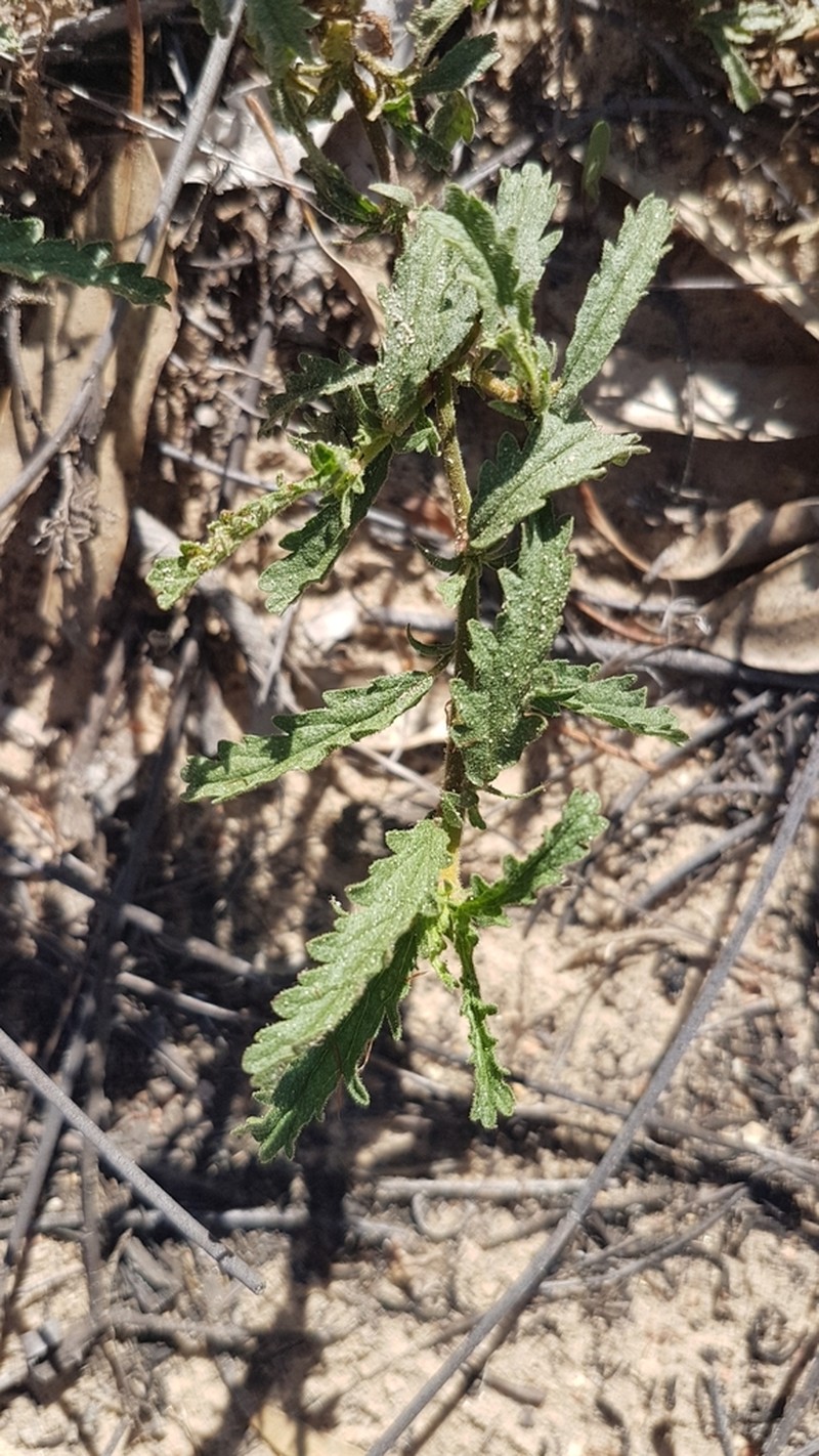 Hermannia heterophylla