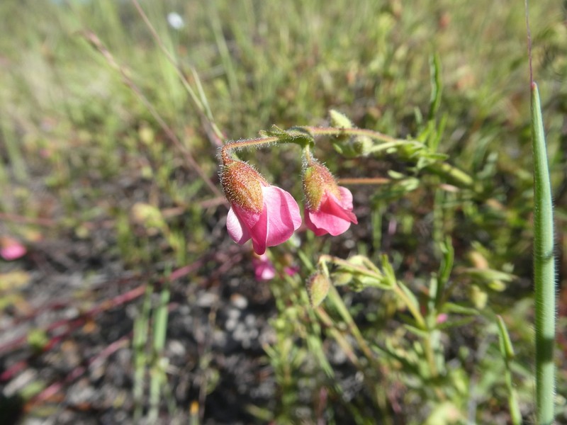 Hermannia heterophylla photo 2