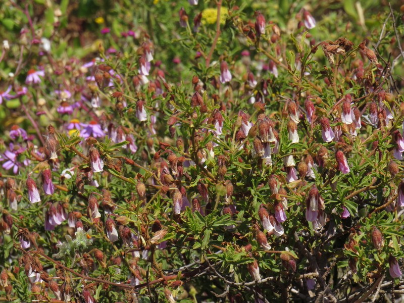 Hermannia heterophylla photo 3