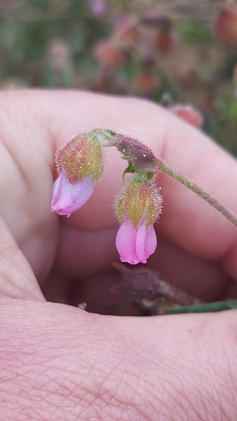 Hermannia heterophylla photo 4