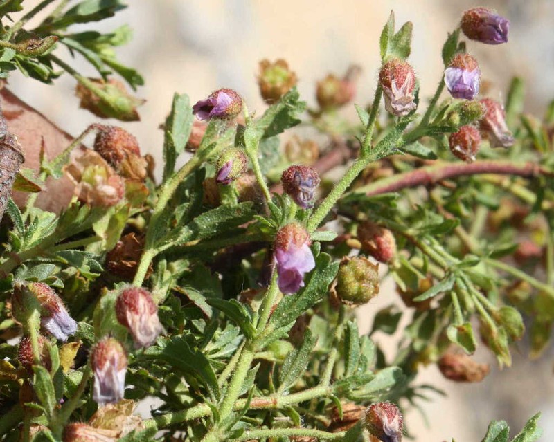 Hermannia heterophylla photo 5