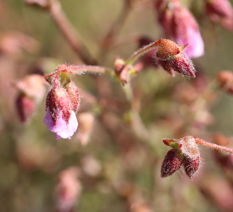 Hermannia heterophylla photo 6