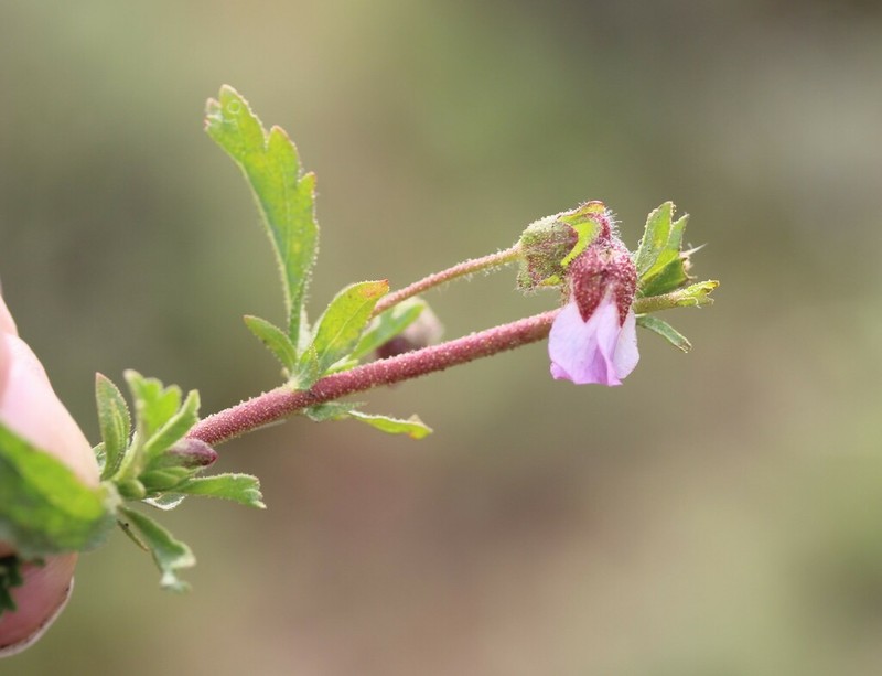 Hermannia heterophylla photo 7