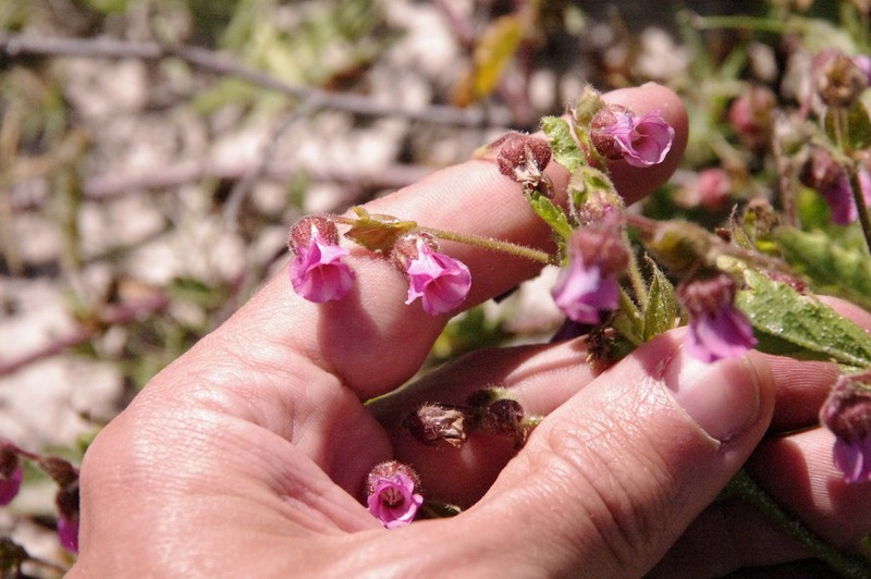 Hermannia heterophylla photo 8