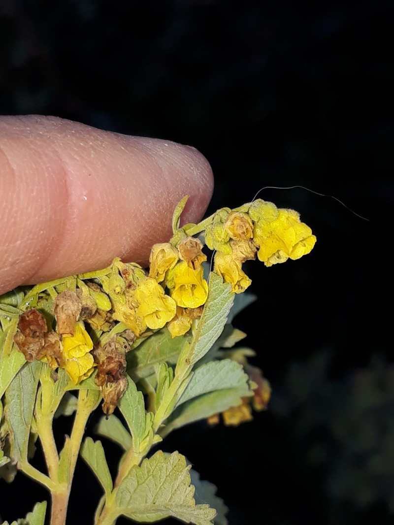 Hermannia holosericea